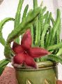 red Succulent Carrion Plant, Starfish Flower, Starfish Cactus Photo and characteristics