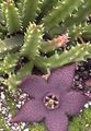  Carrion Plant, Starfish Flower, Starfish Cactus succulent, Stapelia purple Photo