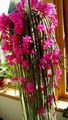 Indoor Plants Rat tail Cactus, Aporocactus pink Photo