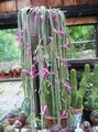 Topfpflanzen Rattenschwanz Kaktus kakteenwald, Aporocactus rosa Foto