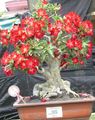 Topfpflanzen Desert Rose sukkulenten, Adenium rot Foto