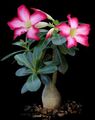 rosa Sukkulenten Desert Rose Foto und Merkmale