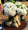 Māja Augi Desert Rose sulīgs, Adenium balts Foto