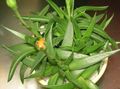 Topfpflanzen Bergeranthus Schwant sukkulenten gelb Foto