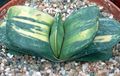 Indoor Plants Dutch Wings, Lawyers Tongue succulent, Gasteria pink Photo
