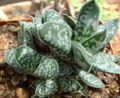 Indoor Plants Dutch Wings, Lawyers Tongue succulent, Gasteria pink Photo