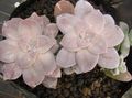 white Succulent Ghost Plant, Mother-of-Pearl Plant Photo and characteristics