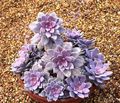  Ghost Plant, Mother-Of-Pearl Plant suculento, Graptopetalum rosa foto
