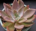  Ghost Plant, Mother-of-Pearl Plant succulent, Graptopetalum pink Photo