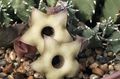 Kamerplanten Huernia sappig wit foto