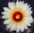 Plantas de Interior Astrophytum cacto do deserto branco foto