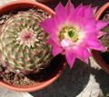 roze Woestijn Cactus Astrophytum foto en karakteristieken