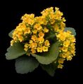 yellow Succulent Kalanchoe Photo and characteristics