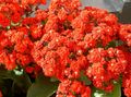red Succulent Kalanchoe Photo and characteristics