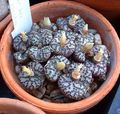 yellow Succulent Cone Plant Photo and characteristics