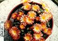 orange Succulent Cone Plant Photo and characteristics