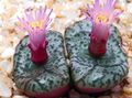 pink Succulent Cone Plant Photo and characteristics