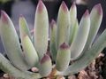 Indoor Plants Pig's Ear succulent, Cotyledon red Photo