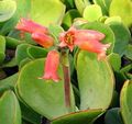 Indoor Plants Pig's Ear succulent, Cotyledon red Photo