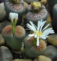 white Succulent Pebble Plants, Living Stone Photo and characteristics