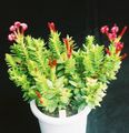 rouge Les Plantes Succulents Rochea Photo et les caractéristiques