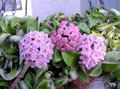pink Succulent Wax Plant Photo and characteristics