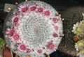 Topfpflanzen Alte Dame Kaktus, Mammillaria wüstenkaktus rosa Foto
