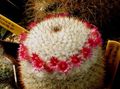red  Old lady cactus, Mammillaria Photo and characteristics