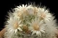 Gammel Dame Kaktus, Mammillaria