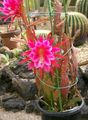Indoor Plants Strap Cactus, Orchid Cactus, Epiphyllum pink Photo