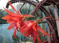 Topfpflanzen Sonne Kaktus kakteenwald, Heliocereus rot Foto