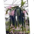 შიდა მცენარეები მზე Cactus ხის კაქტუსი, Heliocereus ვარდისფერი სურათი
