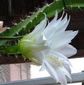 Indoor Plants Sun Cactus, Heliocereus white Photo
