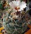 blanc Le Cactus Du Désert Coryphantha Photo et les caractéristiques
