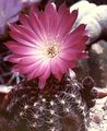 rosa Wüstenkaktus Cob Cactus Foto und Merkmale
