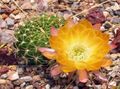 jaune  Cactus En Torchis Photo et les caractéristiques