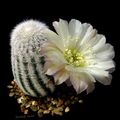 white  Cob Cactus Photo and characteristics