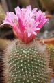 Indoor Plants Matucana desert cactus pink Photo