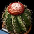 rosa Wüstenkaktus Turks Head Kaktus Foto und Merkmale