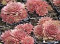 Topfpflanzen Haus Lauch sukkulenten, Sempervivum rosa Foto