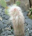 屋内植物 Oreocereus 砂漠のサボテン ピンク フォト