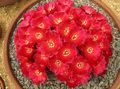 rouge Le Cactus Du Désert Sulcorebutia Photo et les caractéristiques