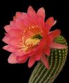 rouge Le Cactus Du Désert Trichocereus Photo et les caractéristiques