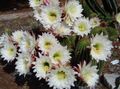Topfpflanzen Trichocereus wüstenkaktus weiß Foto