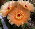 Topfpflanzen Ball Cactus wüstenkaktus, Notocactus orange Foto