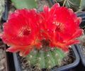 Topfpflanzen Ball Cactus wüstenkaktus, Notocactus rot Foto