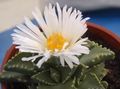 Indoor Plants Tiger's Chops, Cat's Jaws, Tiger Jaws succulent, Faucaria white Photo