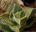 Indoor Plants Tiger's Chops, Cat's Jaws, Tiger Jaws succulent, Faucaria yellow Photo