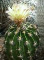 Topfpflanzen Hamatocactus wüstenkaktus gelb Foto