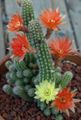 rouge  Arachides Cactus Photo et les caractéristiques